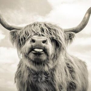 Highland Cow