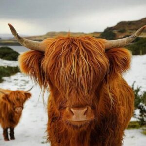 Highland Cows