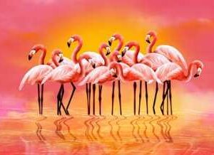 Pink Flamingos