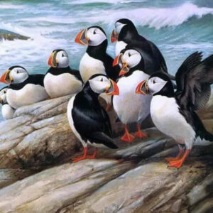 Puffins