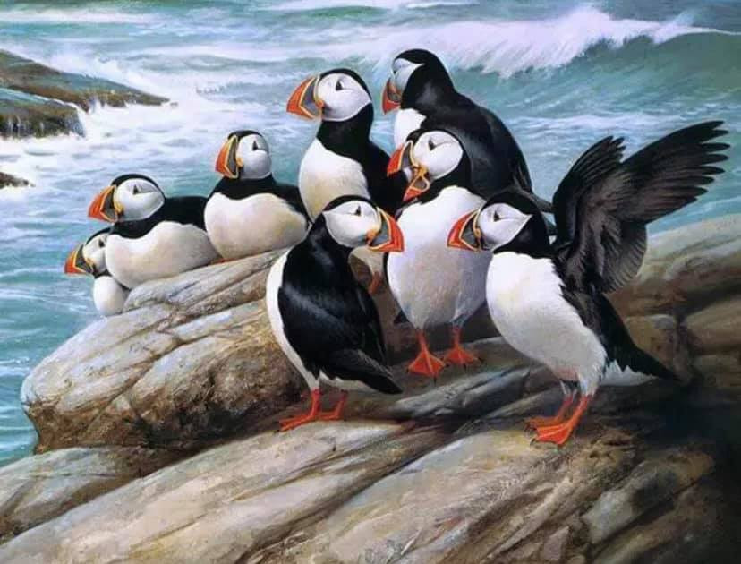Puffins