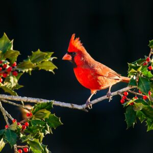 Red Cardinal In Holly Bush