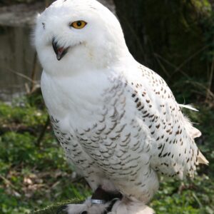 Snowy Owl