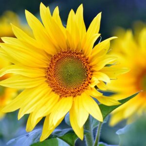 Sunflowers  (55cm x 35cm - 21" x 14")